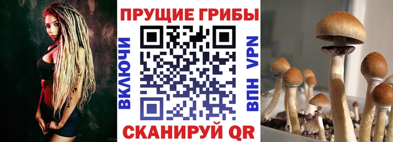 Купить закладки  Вышний Волочёк  Галлюциногенные грибы прущие грибы 